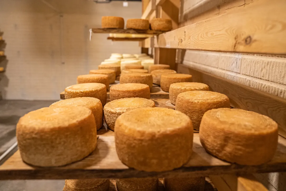 A variety of cheese wheels aging on rustic shelves in a controlled environment.