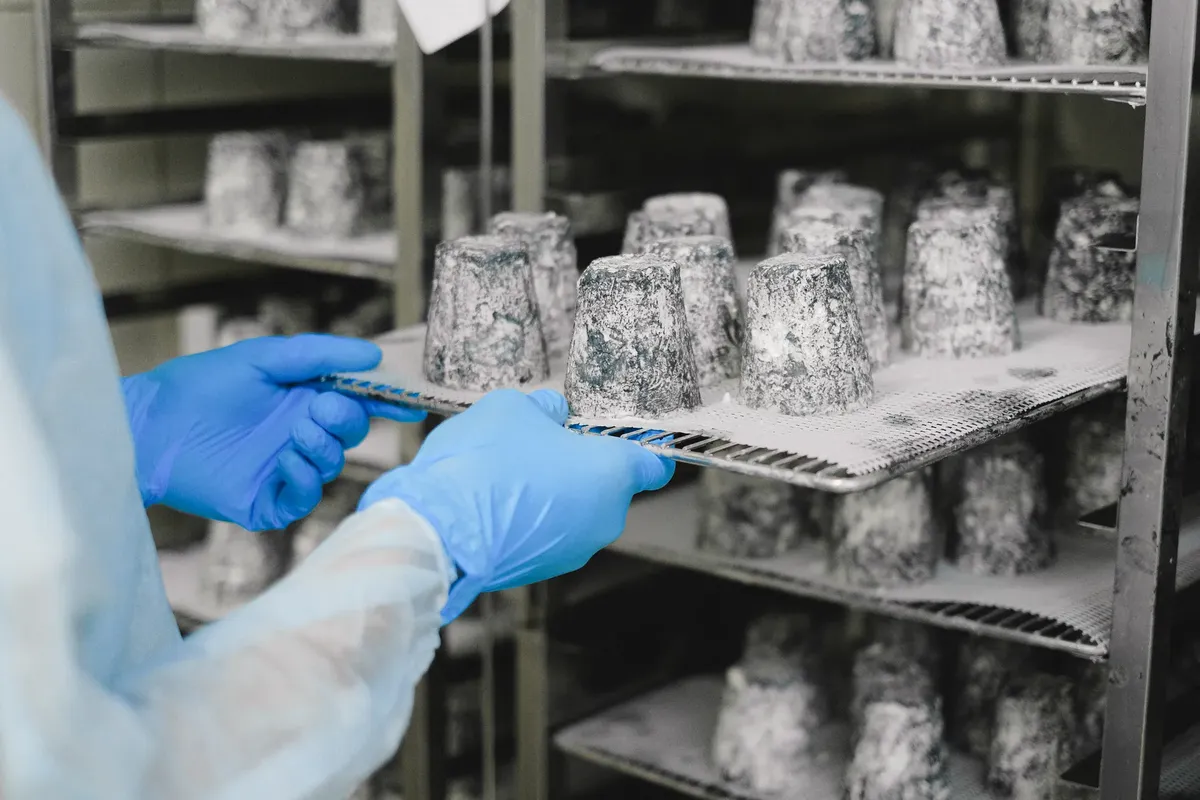 Showing the cheese maturation process in a sterile manufacturing environment.