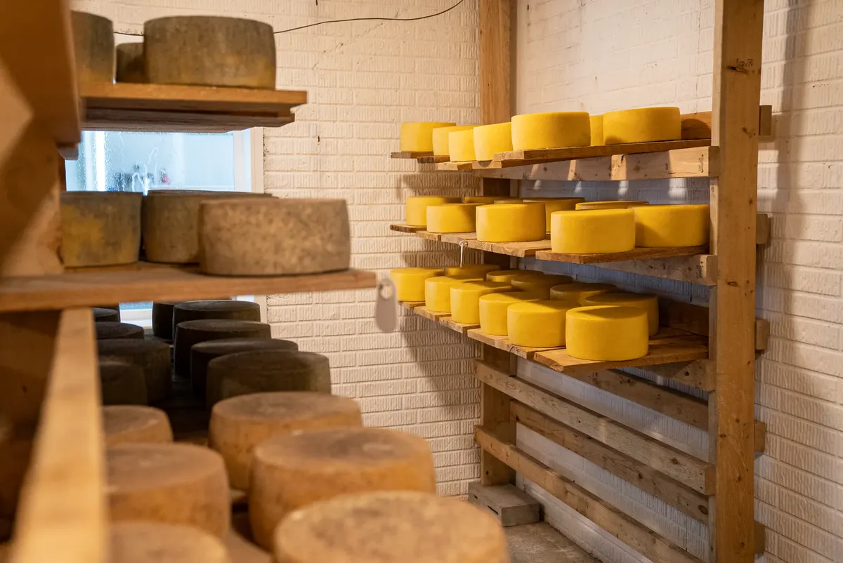 Cheese wheels aging on wooden shelves in a storage room with brick walls.