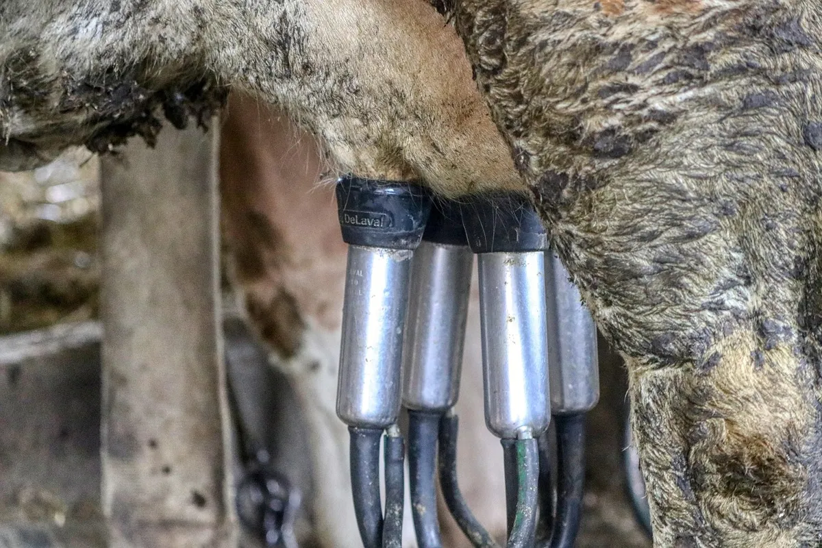 dairy farm, milk, milking, dairy, agriculture, udder, bovine, milk production, farm animal, milk cow, farm yard, cow, milk container, cheese making, dairy farm,