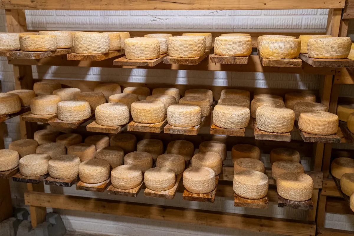 Rows of aged cheese wheels neatly stored on wooden shelves in a traditional storage area for optimal aging.