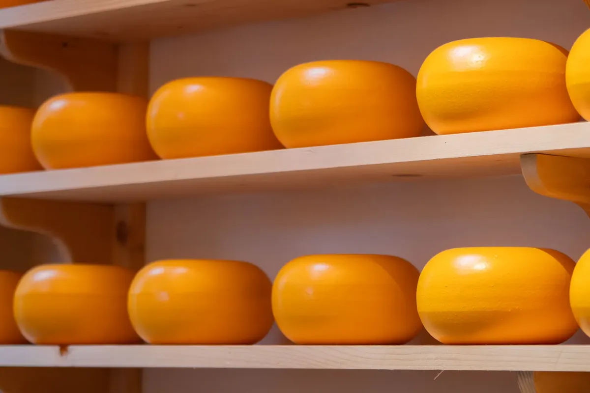 Golden Gouda cheese wheels lined on wooden shelves, showcasing Dutch dairy craftsmanship.