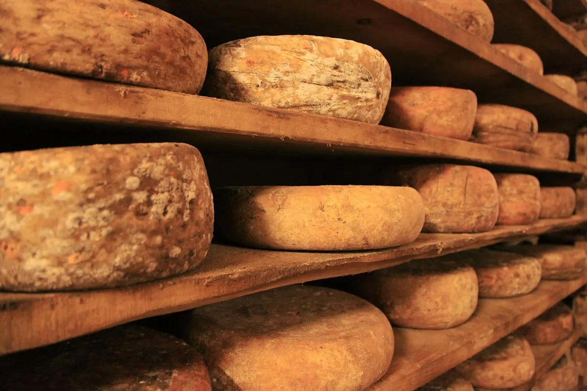 cheese, cheese wheel, cheese truckle, food, dairy, round, milk, product, traditional, gourmet, cheese, cheese, cheese, cheese, cheese wheel, cheese wheel, chees