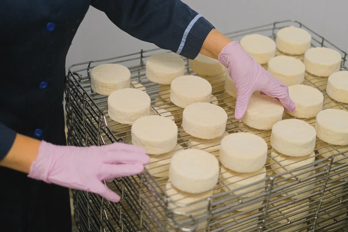 Hands placing round cheese blocks on metal trays in a dairy processing facility.