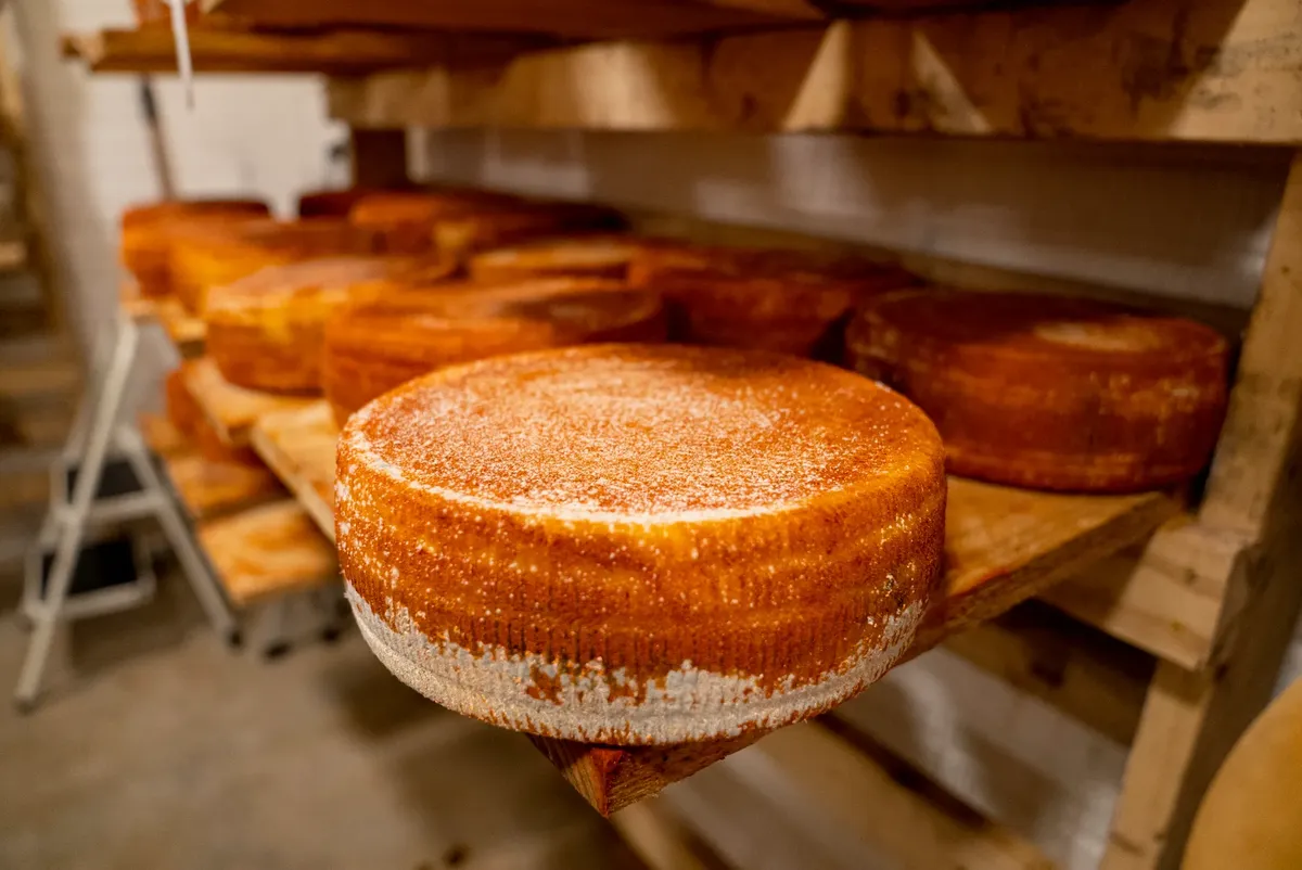 Rows of aged cheese wheels on wooden shelves in a cheese cellar.