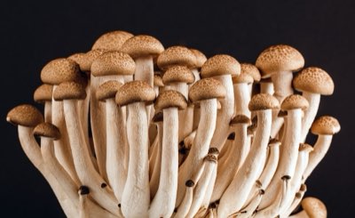 Hongos y quesos: tips para entender su crecimiento natural