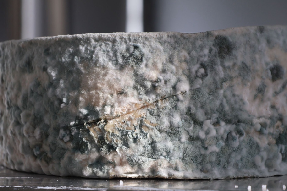 Une couche de fromage avec une souche spécifique de moisissure apparaissant sur sa surface.