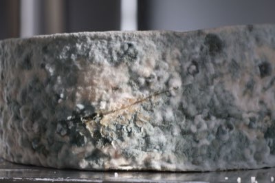チーズの菌類がもたらす豊かな風味の秘密を解説する方法