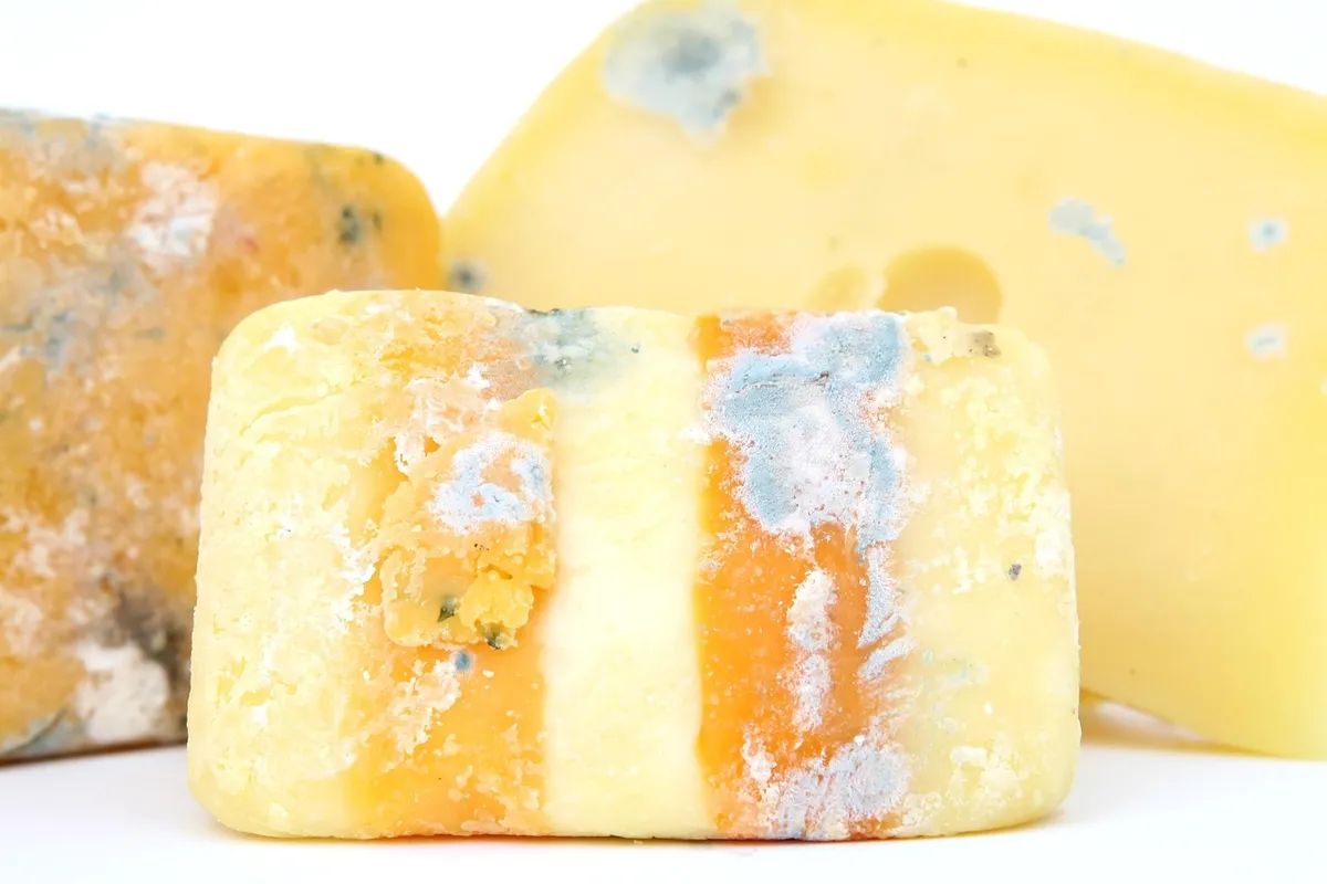 age, bacteria, bio, biology, blue, brie, bug, cheese, colorful, creature, dairy, dangerous, dirty, disease, disinfect, food, germs, harmful, health, healthy, il