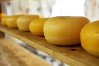 Tillamook creamery scale: Guide to quality and tradition